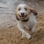 Petit basset griffon vendéen